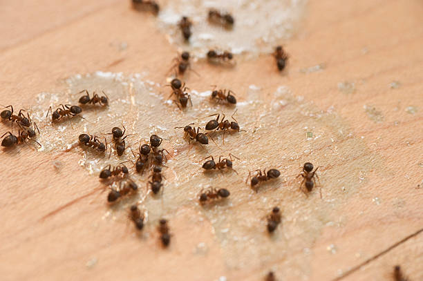 Best Spider Control Near Me  in Prospect, OH