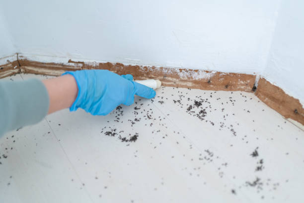 Best Ant Control Services  in Prospect, OH